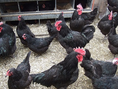 gaini-australorp-penajul-negru