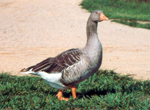 gasca-de-toulouse-pasare-masiva