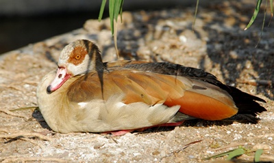 gasca-egipteana-culcata-erbivora