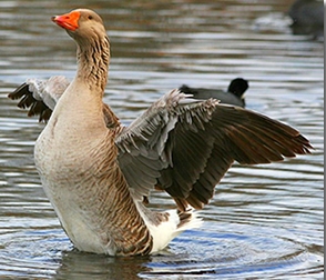 gasca-toulouse-in-apa-erbivora