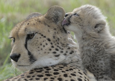 ghepard-mama-si-pui-reproducere