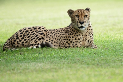 ghepard-pe-iarba-vaneaza