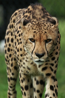 ghepard-animal-carnivor