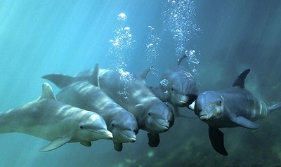grup-de-delfini-animale-sociabile