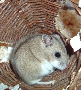 hamster-chinezesc-gri-Cricetulus-griseus