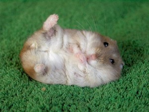 hamster-cu-picioarele-in-sus-animale-timide