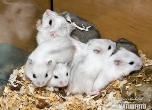 hamster-rusesc-pitic-iarna