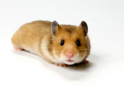 hamster-sirian-auriu-hamster-de-companie