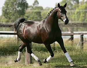 hanoverian-in-galop-Osteocondrita