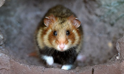 harciog-profil-hamster