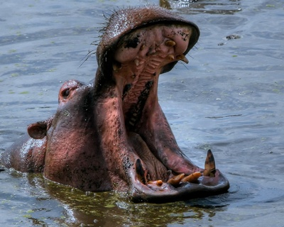 hipopotam-cu-gura-deschisa-animal-agresiv