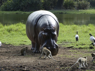 hipopotam-si-maimute-apa