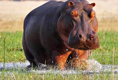 hipopotam-piele