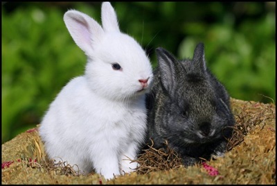 iepuri-alb-si-negru-animale-active