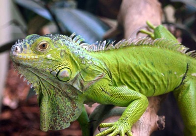 iguana-verde-profil-animal-de-companie