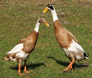 Indiana-alergatoare-pozitia-picioarelor