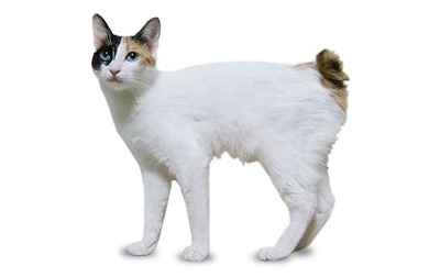 japanese-bobtail1-sanatoasa