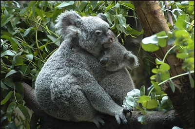 koala-cu-pui-animal-sedentar