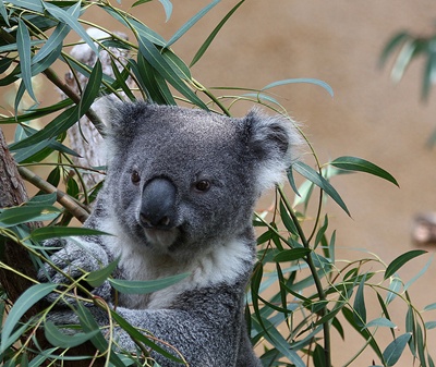 koala-in-copac-animal-marsupial-erbivor