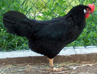 leghorn-negru-climat-cald