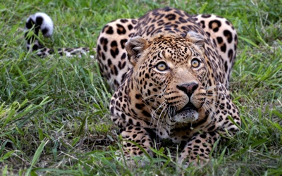 leopard-privire-intensa-captivitate