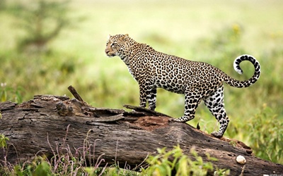 leopard-profil-blana