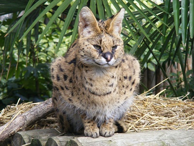 Leptailurus-serval-animal-carnivor