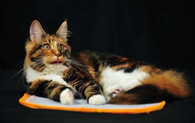 maine-coon1-jucausa