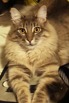 maine-coon2-familie