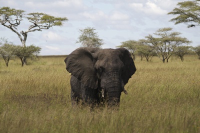 mascul-elefant-hrana