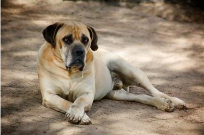 mastiff-intins-musculos