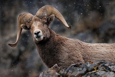 muflonul-bighorn-ovis-canadensis-zapada