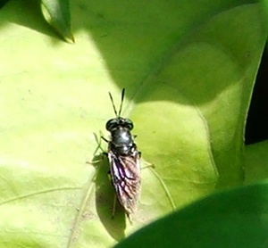 musca-tete-pe-frunza-transmiterea