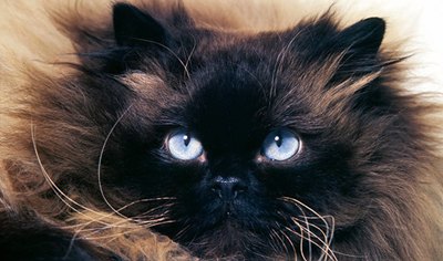 ochi-pisica-himalayana-ochi-mari