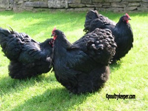 orpington-negru-creasta