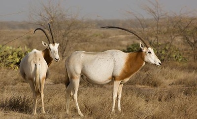 oryx-cu-coarne-sabie-poze-animal-ierbivor