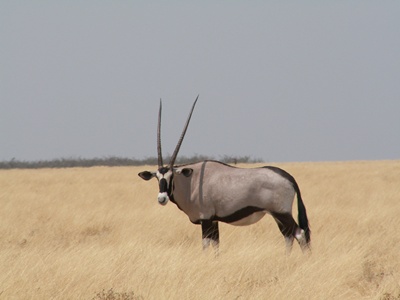 oryx-gazella-animal-ierbivor