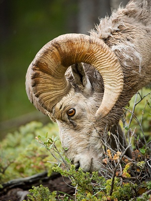 ovis-canadensis-pradatori