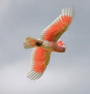 papagal-cacadu-roz-in-zbor-cioc-puternic