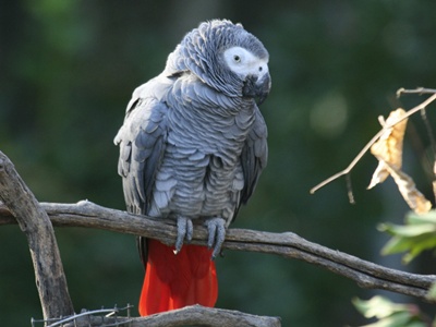 Bolile papagalului: simptome și tratament