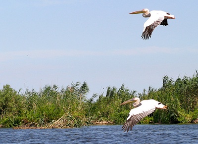 pelicani-in-zbor-cuibul