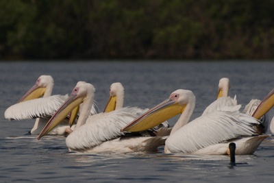 pelicani-pe-apa