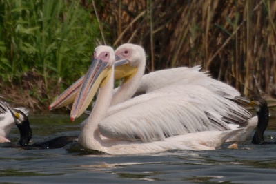 pelicani-ciocul-ascutit