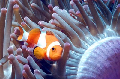 peste-clovn-anemone