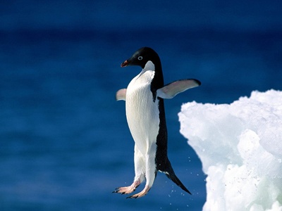 pinguin-incercand-sa-zboare-pradatori