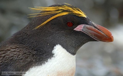 pinguin-macaroni-cap-creveti