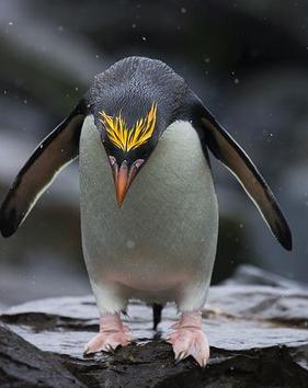 pinguin-macaroni-eudyptes-crysolophus-reproducere