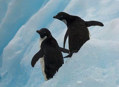 pinguini-adelie-pe-zapada-crevetii