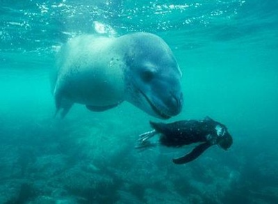 pinguini-adelie-si-foca-reproducere