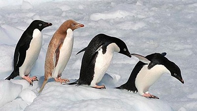 pinguini-adelie